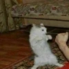 cats 17