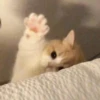cute kittens 18