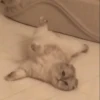 cute pets 15