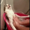 cute pets 16