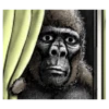 Gorilla gorilla 16