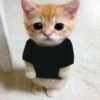 cats 18