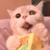 cutie kittens 15