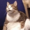 cute pets 17