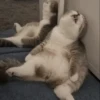 cute pets 18