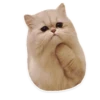 kitani 13