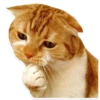 kitani 14