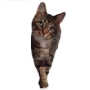 kitani 15