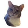 kitani 16