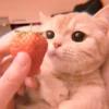 cutie kittens 16