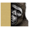 Gorilla gorilla 18