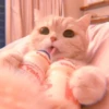 cutie kittens 17