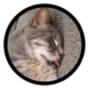 Funny Cats 22
