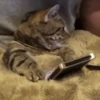 cute pets 20