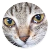 kitani 17