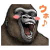 Gorilla gorilla 19