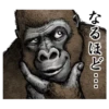 Gorilla gorilla 21