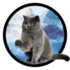Funny Cats 23