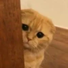 cute kittens 19