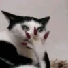 cats 20