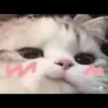 cats 21