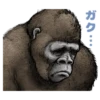 Gorilla gorilla 22