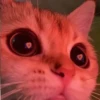 cute kittens 20