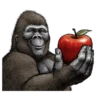 Gorilla gorilla 23