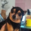 cute pets 21