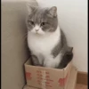 cute pets 22