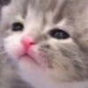 cute kittens 21