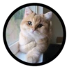 Funny Cats 24