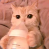 cutie kittens 18