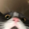 cute kittens 22