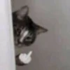 cats 22