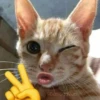 cats 23