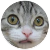 kitani 19