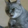 cats 24