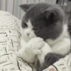cute pets 24