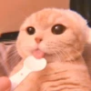 cutie kittens 20
