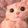 cutie kittens 21