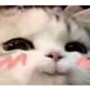 cute kittens 23