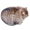 kitani 22