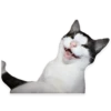 kitani 23