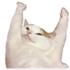 kitani 24