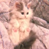 cutie kittens 22