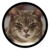 Funny Cats 25
