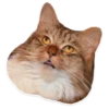 kitani 25