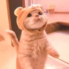 cutie kittens 24