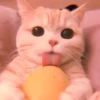 cutie kittens 25